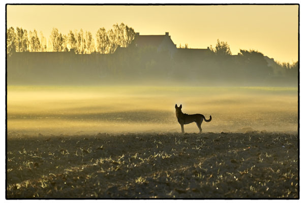 Paco in the morning mist